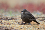 Tussockbird (Blackish Cinclodes), Falklands