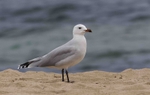 Audouins Gull