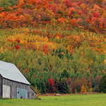 Rural Barn in Autumn NB Canada Fall Foliage