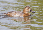 Common Pochard 2
