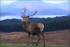 Scotland Stag