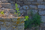Pied Wheatear