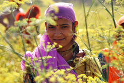 Chille picker, Chatra Sagar, Rajasthan