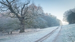 Frosty Wizened Oak:187E