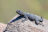 Starred Agama Lizard