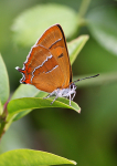 Brown Hairstreak