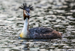 Grebe 3929322