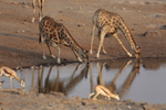 At the Water Hole 4