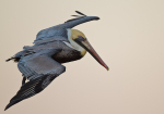 Brown Pelican