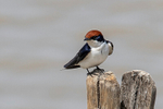 Wire-tailed Swallow