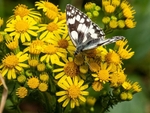 Marbled White