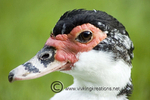 Mother Duck