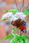 peacock butterfly Inachis io-1186