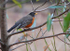 Red-Breasted Robin