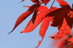 Westonbirt _WB029