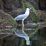 Black-crowned Night Heron - Seal Cove Grand Manan 07/08/2023