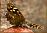 Meadow Brown