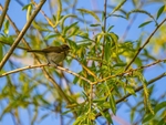 Chiffchaff