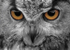 Eagle Owl