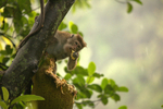 Macaque Monkey in Jungle in Ella Sri Lanka 8
