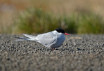 Arctic Tern