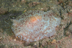 Pleurobranchus membranaceus