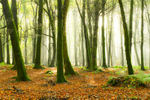 Dereen Woods