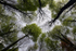 Tree Canopy _ S011