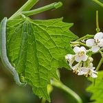 Caterpillar of the orange tip butterfly (Anthocaris cardamines)