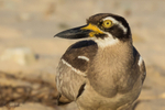 Beach Stone-curlew