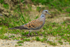 Turtle Dove on the ground near the cattle pens at Otmoor RSPB