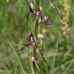 Adriatic lizard orchid (Himantoglossum adriaticum) 