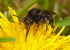 Melecta albifrons (f)