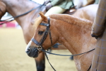SBM_09484