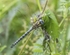 Hairy Dragonfly
