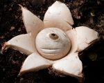 Collared Earthstar (01)