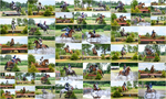 Tweseldown Hunter Trial 13-07-24 portfolio