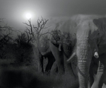 Elephant montage 