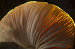 Fly Agaric