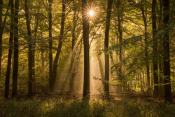 Woodland portfolio
