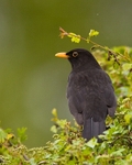 Thrushes portfolio