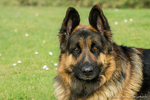 Breeze German Shepherd 1