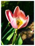 MU_050