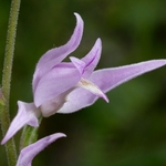 Red Helleborine (Cephalanthera rubra) 