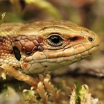 Common Lizard