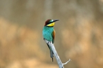 European Bee-eater