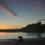 Sunrise Digging at Bamburgh Beach
