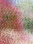 15th February Winter Colours