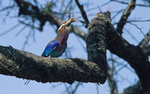 Lilac-breasted Roller swallows a grasshopper