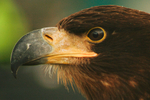 White Tailed Sea Eagle